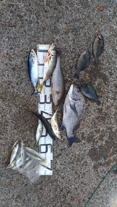 10/18釣果尺イサギ尺アジチヌソウダガツ…