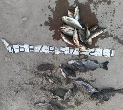 10/25釣果尺アジタチウオチヌグレサバ