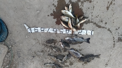 10/25釣果尺アジタチウオチヌグレサバ