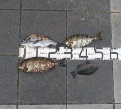 10/28釣果タチウオ尺アジチヌアイゴグレアナゴ