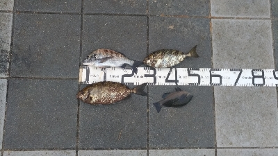 10/28釣果タチウオ尺アジチヌアイゴグレ…