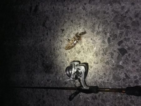 さ、寒い！(釣果も) が、ガシラは裏切らな…