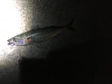 青物回遊継続中