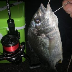 アジングは楽しい♪