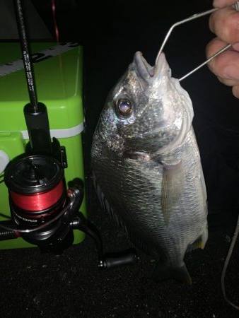 アジングは楽しい♪