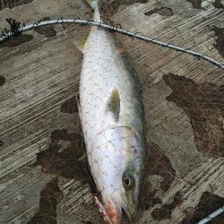 久しぶりのメジロ!