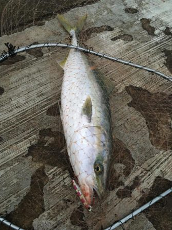 久しぶりのメジロ!