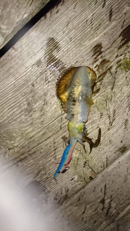 久しぶりの日本海　イカ狙い　はとう渡船