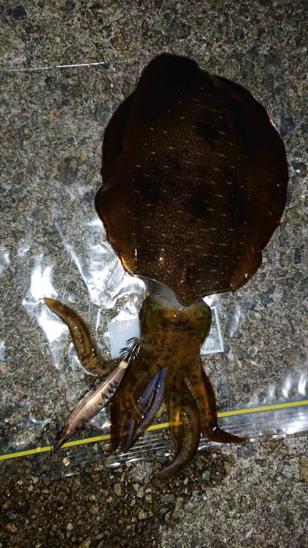 2020年林崎アオリイカ調査