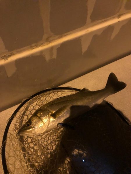 夜のボートシーバス