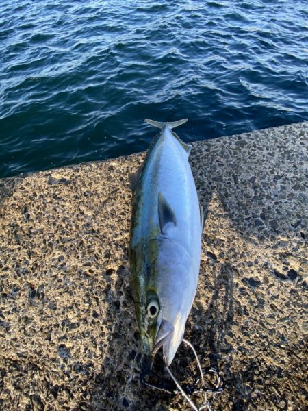 ショアジギング