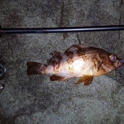 アオリイカとメバル