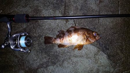 アオリイカとメバル