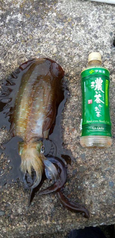 土曜日に、釣れたのでもう一度行って来ました…