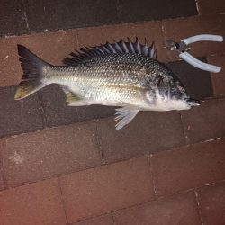 ぶら早朝調査！！