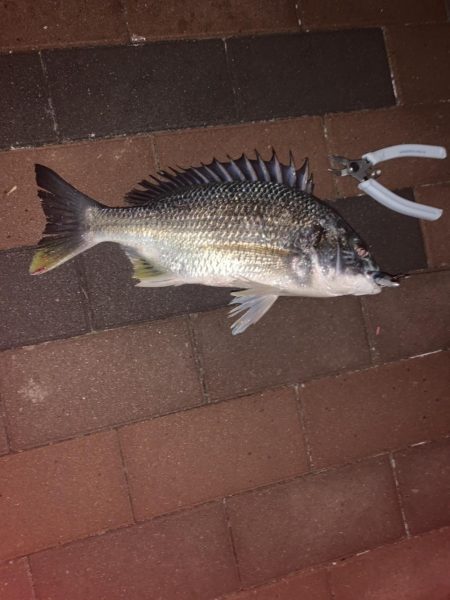 ぶら早朝調査！！