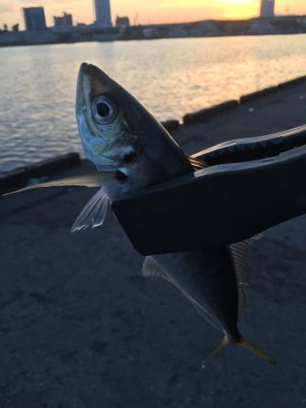 アジがヒット