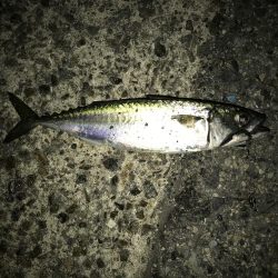 タチウオはいずこへ