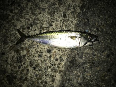 タチウオはいずこへ