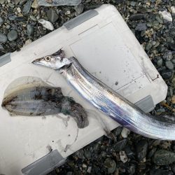 太刀魚とアオリ