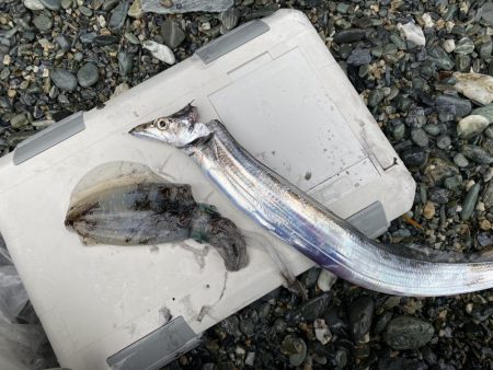 太刀魚とアオリ