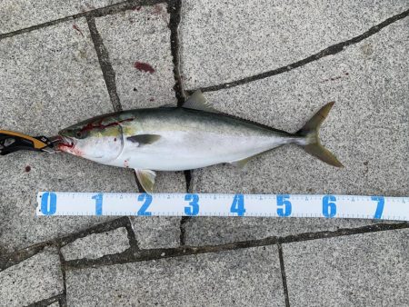 ショアジギング