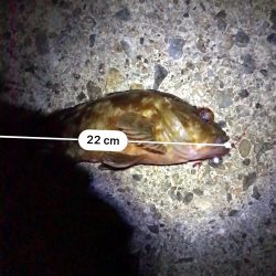 太刀魚不発　ガシラ