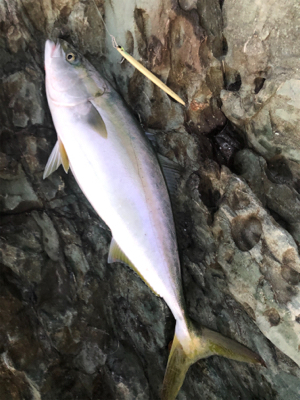 ロックショアで朝まづめ