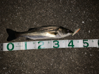 荒川　上流域　シーバス