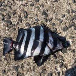 底物挑戦返り討ち