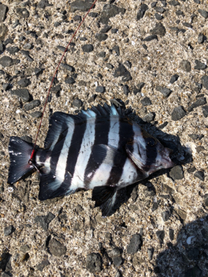 底物挑戦返り討ち