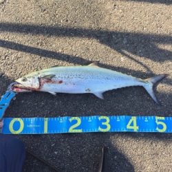 舞洲でサゴシ！