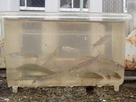 小物釣りで気分転換