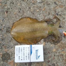 トンカツサイズきました!