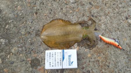 トンカツサイズきました！