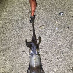 1時間隙間エギング