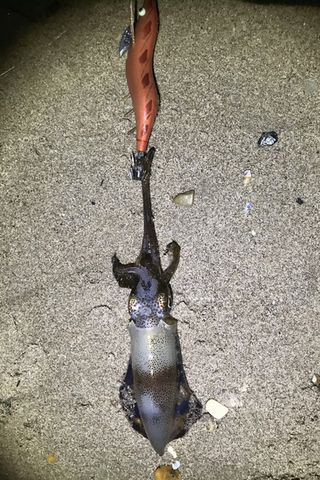 1時間隙間エギング