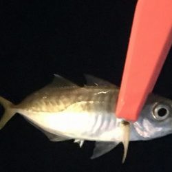 タチウオ空振りでアジ探し