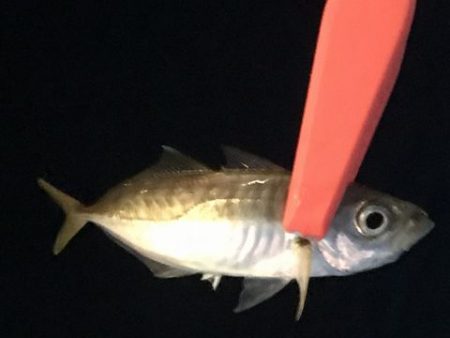 タチウオ空振りでアジ探し