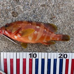 ショアジギングでロックフィッシュ&マダイ