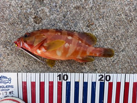 ショアジギングでロックフィッシュ&マダイ