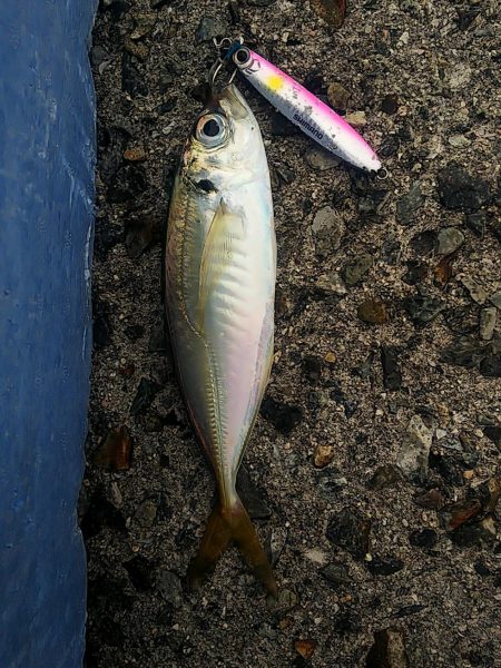 青物釣れず