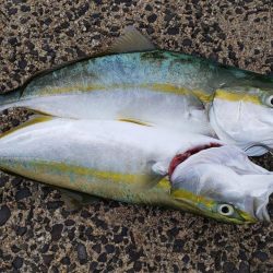 石川県 メバル 陸っぱり 釣り 魚釣り 釣果情報サイト カンパリ