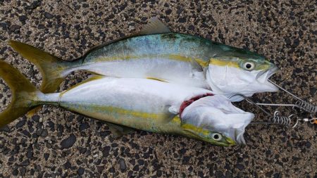 青物釣果