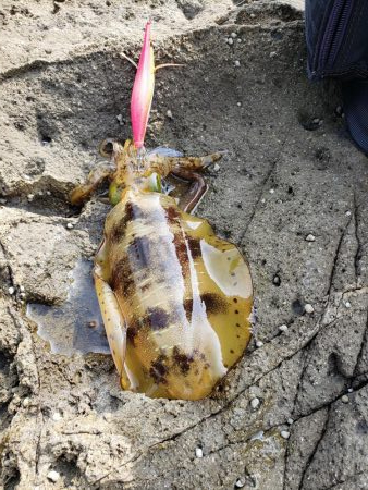 なかなかサイトには出てくれませんでした( …