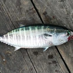 サメ 陸っぱり 釣り 魚釣り 釣果情報サイト カンパリ