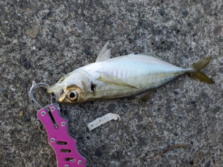 何でも釣れるやつ。