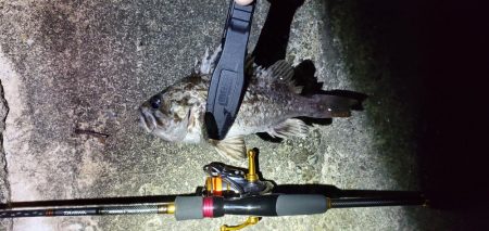 高砂港　アジ、メバル調査