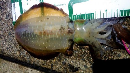 一番いい朝でした。