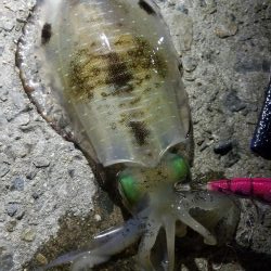 ようやくいいサイズのアオリ